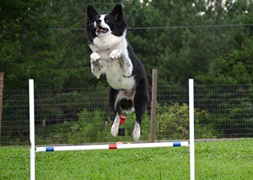 Dog Agility Training Equipment Course Set, Weave Poles, Dog Agility Jump - Image 9
