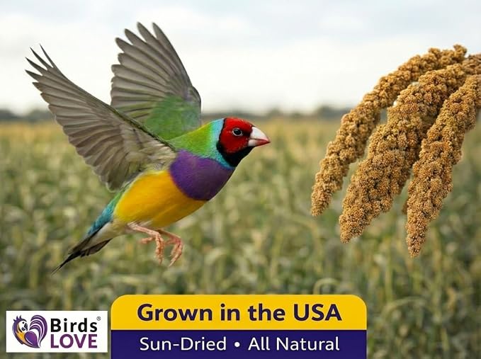 1lb Millet Tips & Tails for Birds - Image 8