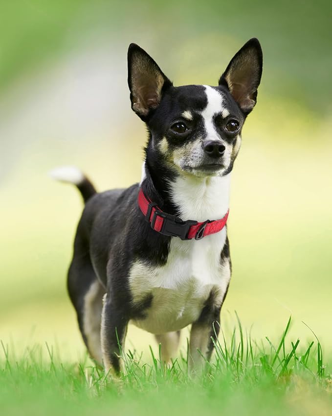 Joytale Reflective Dog Collar, Soft Neoprene Padded, Metal D-Ring, Nylon Pet - Image 6