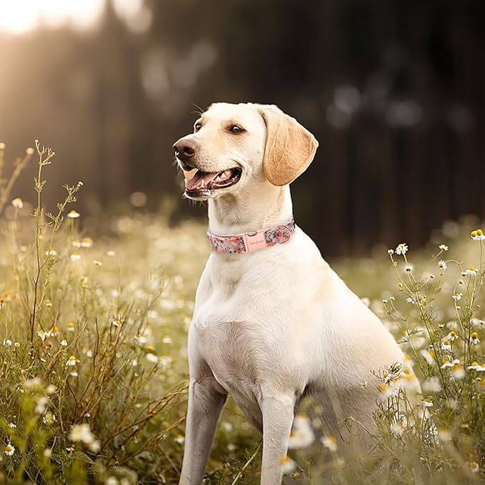 Unique Style Paws Pink Rose Collar Metal Buckle Dog Collar Flower Gift Durable - Image 3