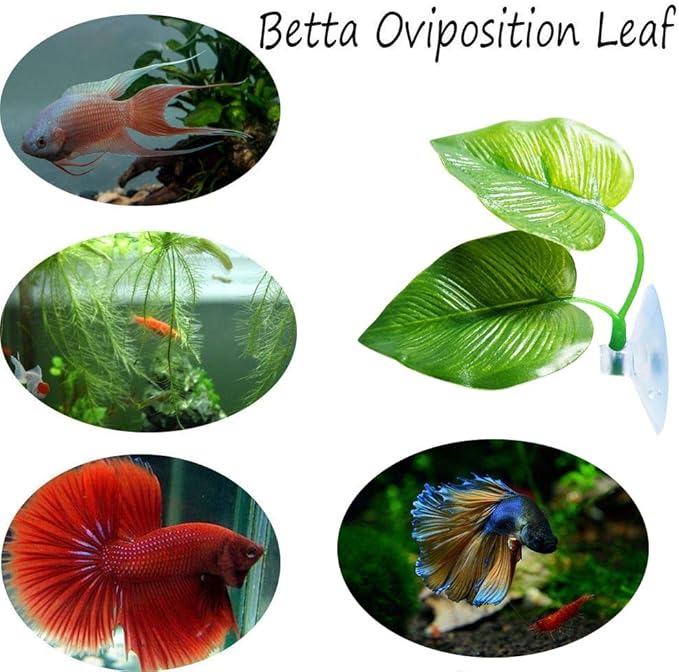 CousDUoBe 4 Pack Betta Fish Leaf Pad Improves Betta's Health by Simulating The - Image 4