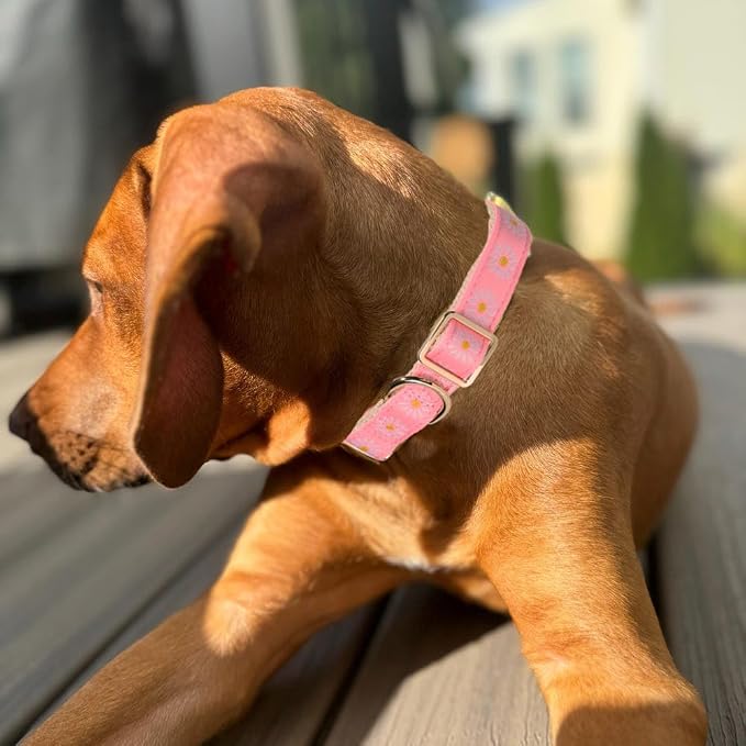 Woven Dog Collar with Metal Buckle Adjustable Jacquard Retro Dog Collars - Image 5