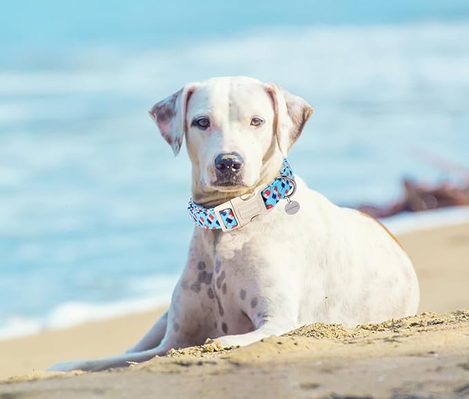 DOGWONG Cotton Dog Collar, Rainbow Dog Collar Durable Soft Natural Fabric Pet - Image 5