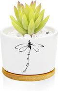 Window Garden Dragonfly Planter Pots, Dragonfly Gifts by Databa