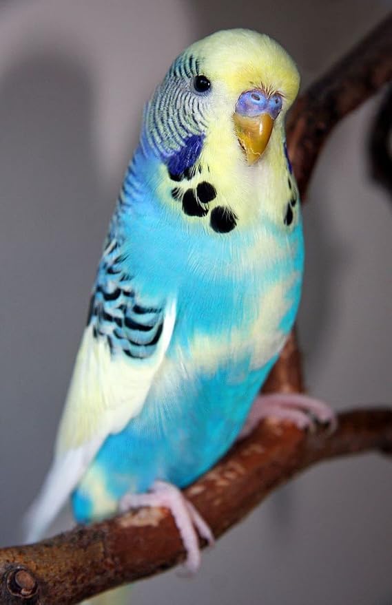 JW Pet Company Insight Sand Perch Bird Accessory - Image 7