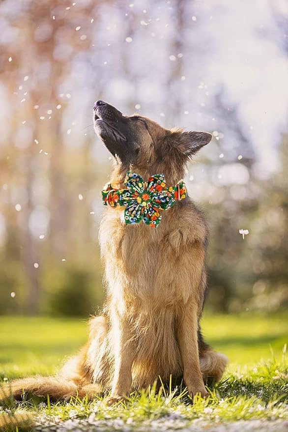 Lionheart Glory Floral Dog Collar - Image 5