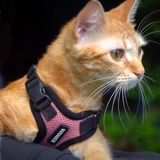 Best Pet Supplies - Image 7