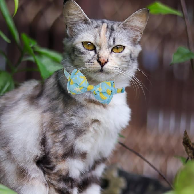 EXPAWLORER Cute Cat Collar Breakaway - Image 6