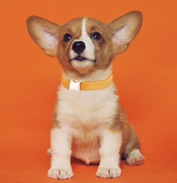 Soft Cotton Dog Collar with Metal Buckle Adjustable Heavy Duty Comfy Corduroy - Image 5