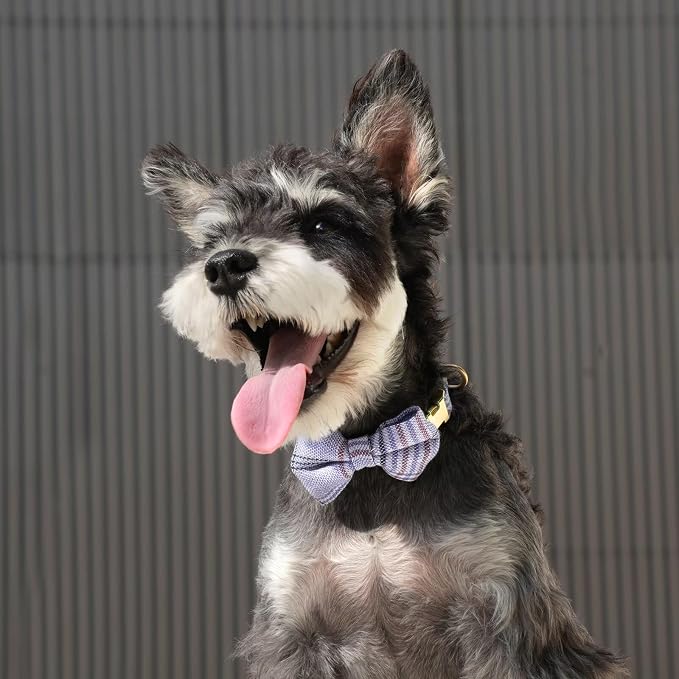 Beirui Cute Small Dog Harness Collar and Leash Set - Image 5