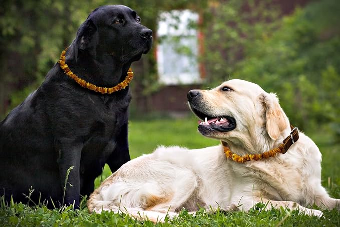 Amber Collars for Dogs & Cats - Image 3