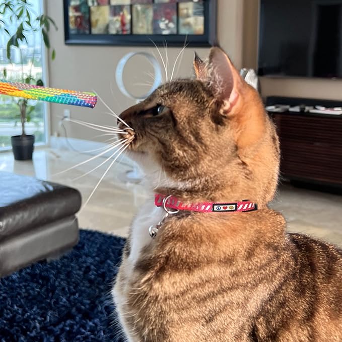 Pawtitas Personalized Orange Reflective Cat Collar – Adjustable Custom Collar - Image 9