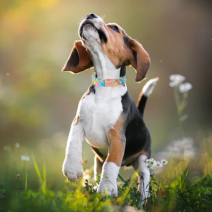 Unique style paws Easter Dog Collar Plastic Buckle Puppy Collar Colorful Plaid - Image 4