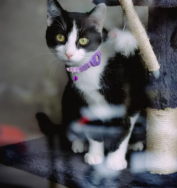 Airtag Cat Collar Breakaway, Safety Kitten Collar - Image 7