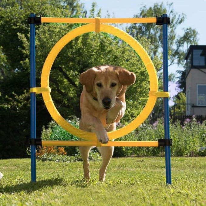 PAWISE Dog Agility Training Equipment, Puppy Agility Kit - Image 4