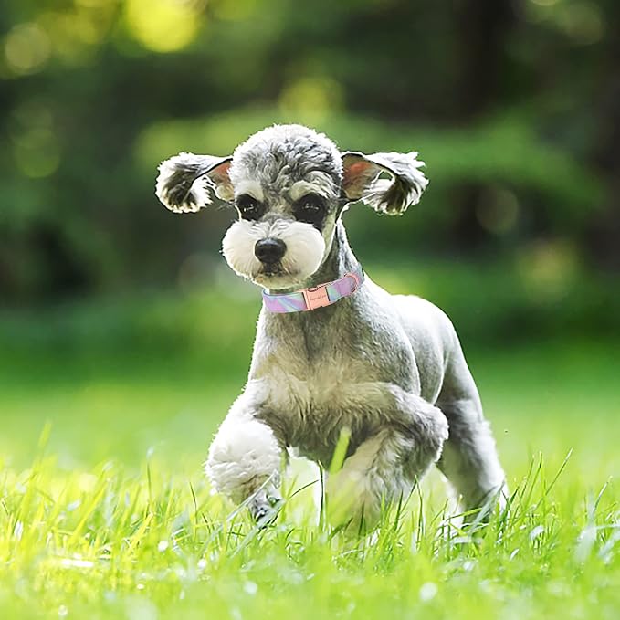 Unique Style Paws Metal Buckle Purple Blending Collar Gift - Image 2