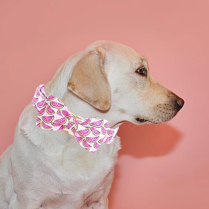 Elegant little tail Dog Collar, Watermelon Print Pet Collar Summer Dog Collar - Image 6