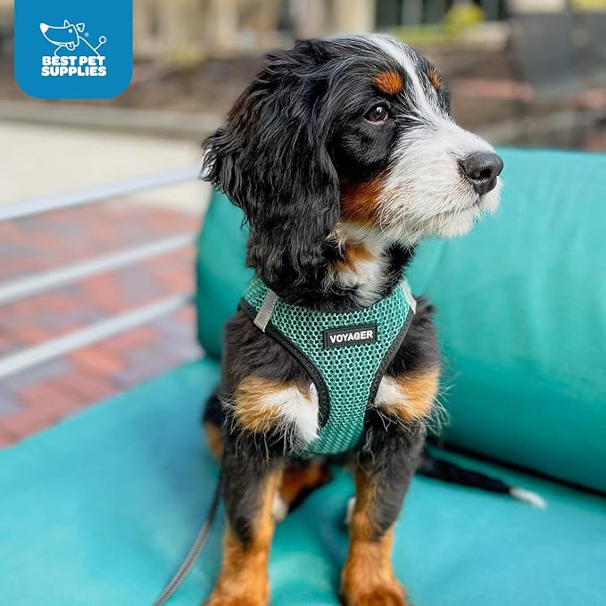 Best Pet Supplies - Image 9