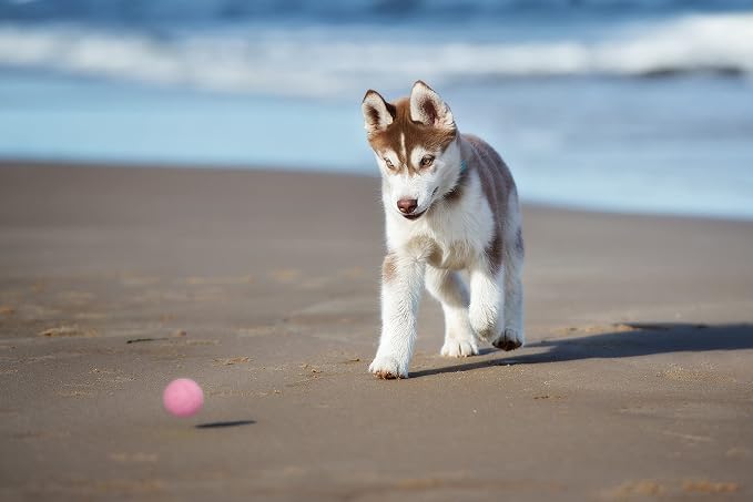 Snug Rubber Dog Balls for Small and Medium Dogs - Image 6