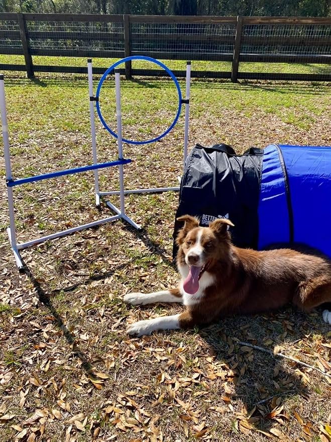Better Sporting Dogs Agility Course Backyard Set - Image 9