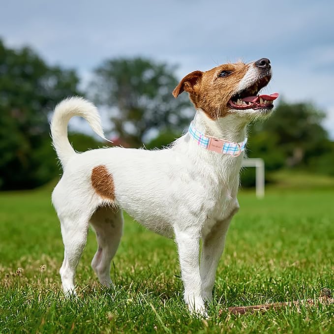 Unique Style Paws Dog Collar - Image 3