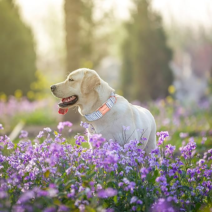 Unique style paws Dog Collar Metal Buckle Blue Striped Flower Collar Gift - Image 3