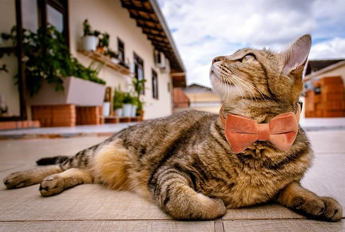 Cat Collar Breakaway with Bell and Removable Bow Tie Safety Buckle Velvet - Image 7