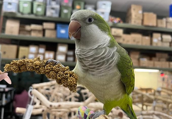 Birds LOVE Economy Special Spray Millet GMO-Free - Image 7