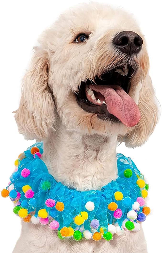 Lionheart glory Birthday Dog Collars - Image 3