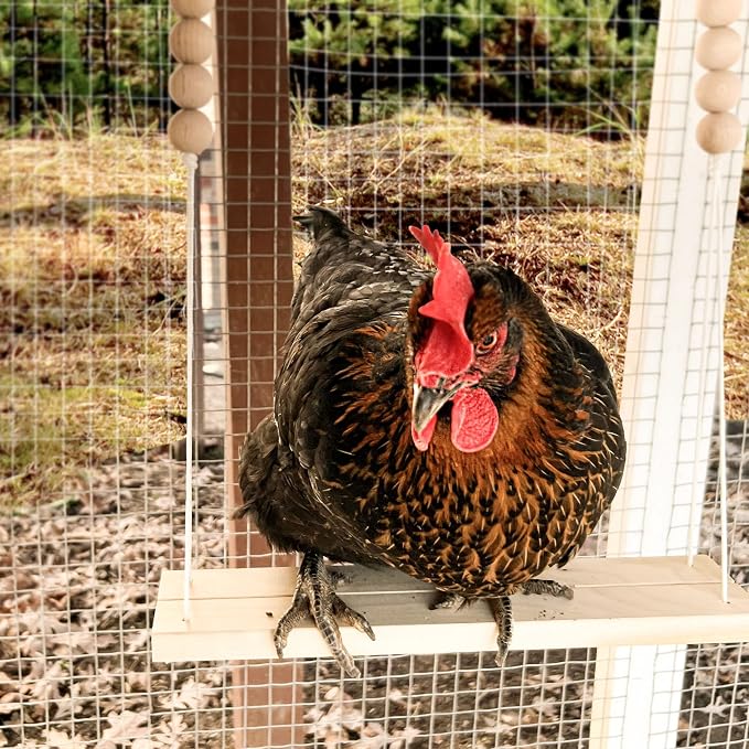 Chicken Swing Toy for Coop Handmade in USA Natural Safe Wooden Accessories - Image 6