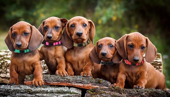 Puppy Collars for Litter, Puppy Collars for Small Puppies Soft Nylon Safety - Image 6