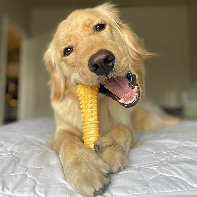 Nylabone Customer Favorites Power Chew Toy Bundle - Image 5
