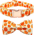 Dog Collar - Halloween Pumpkin Bowtie Dog Collars Gift Soft Bow Collar Pet by BoboRainbow