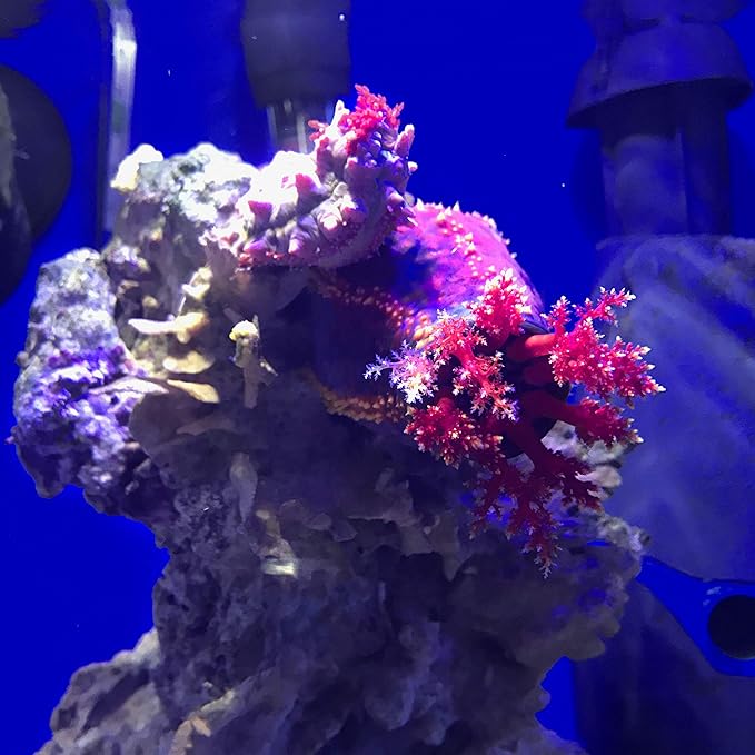 Seachem Prime Fresh and Saltwater Conditioner - Image 3