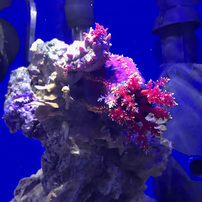 Seachem Prime Fresh and Saltwater Conditioner - Image 8