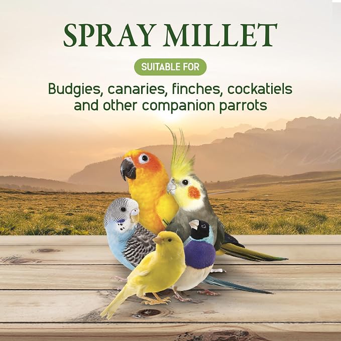 Living World – Millet Spray for Birds, 17.6 Oz – Premium Treat for Budgies - Image 5