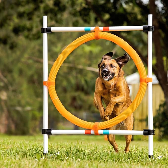 Midlee Dog Agility Hoop Jump - Image 7