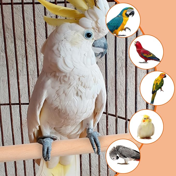 Bird Perch Wooden Parrot Perchs Stand, Small Parakeets - Image 4