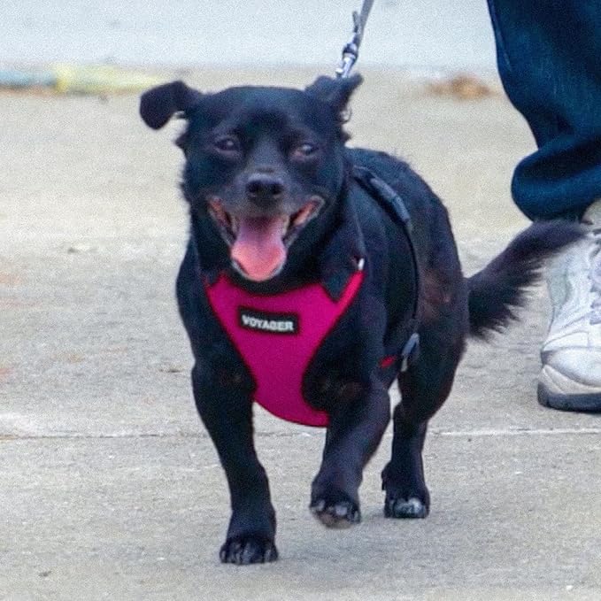 Voyager Step-in Pet Harness - Image 8