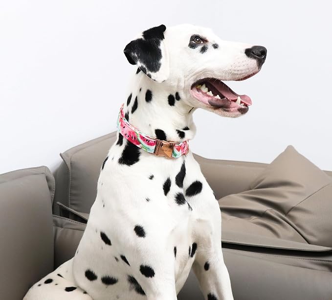 Unique style paws Dog Collar Metal Buckle Watermelon Collar Gift Durable Cute - Image 5