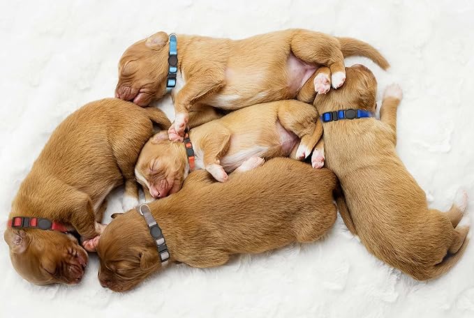 16 PCS Puppy Collars, Safety Buckle Collars - Image 6