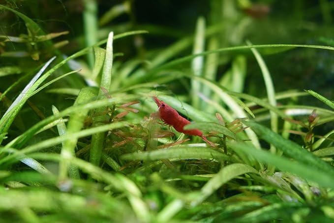 Seachem Indoor Purigen Organic Filtration Resin - Image 4