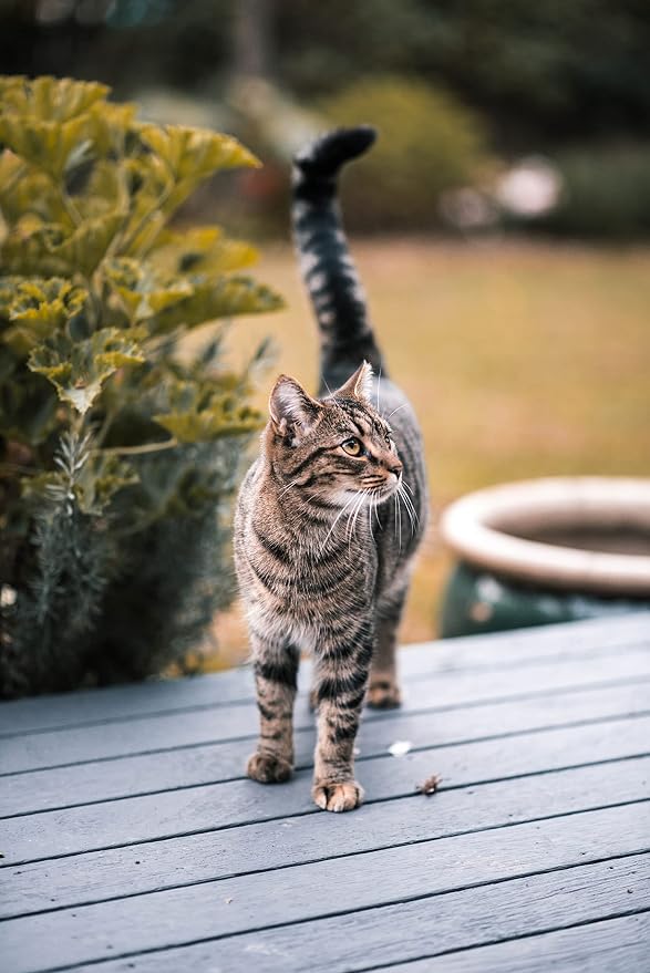 Flea and Tick Collar for Cats. Offers 4 * 6 Months of Protection. Made from - Image 8