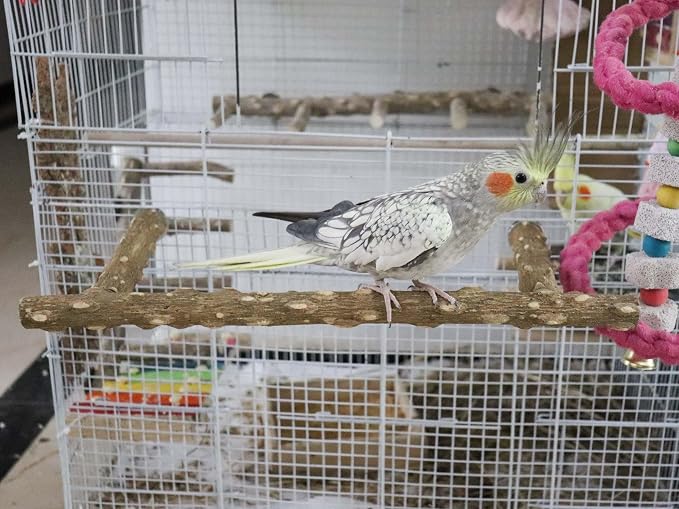 Large Natural Pepper Wood Parrot Stand Branch, Wooden Perch - Image 3