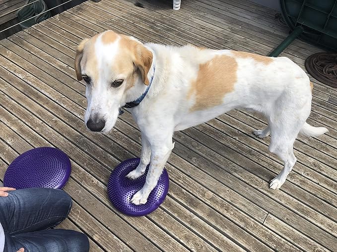 Dog Balance Disc Cushion 14" - Image 7