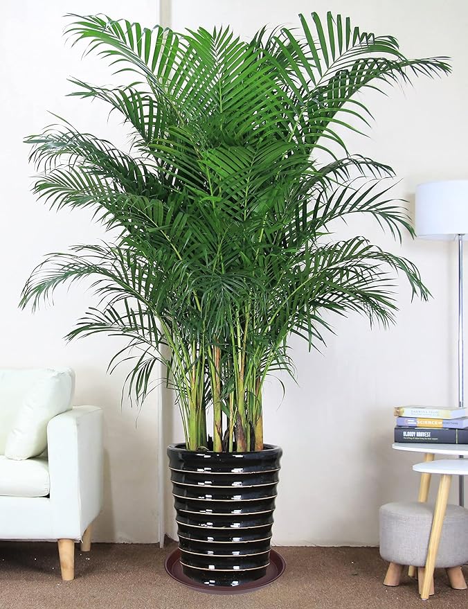2 Pack of 16 17 inch Plant Saucer, 2.3" Depth, Plant Trays - Image 5