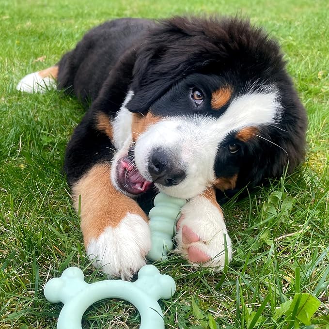 Nylabone Sensory Material Soothing Puppy Chew Toy Bundle, Toys - Image 9