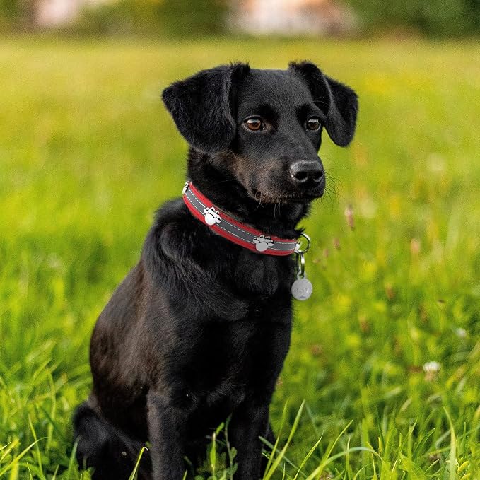 PETCARE Reflective Dog Collar - Image 2