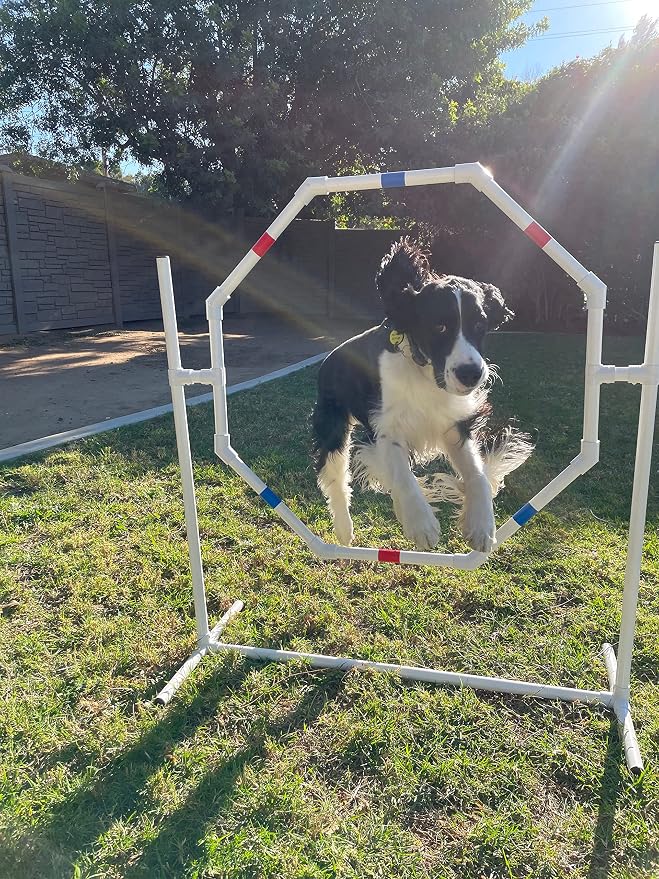 Dog Agility Equipment Deluxe Beginner Set, 3 Bar Jumps, 6 Weave Poles, 1 - Image 7